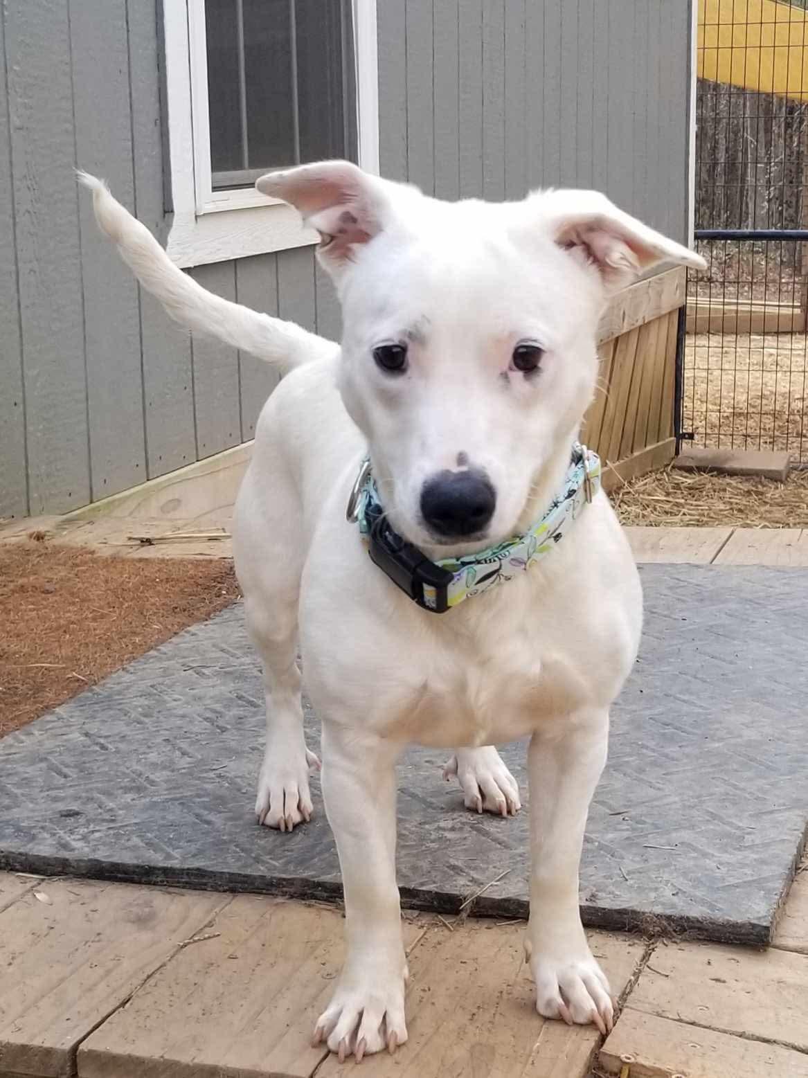 Peaches, ADOPTABLE, Young Female Jack Russell Terrier.