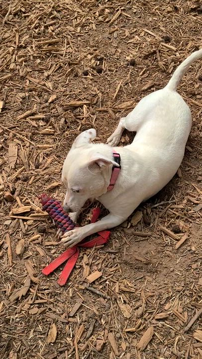 Enlarge Peaches, a ADOPTABLE mixed breed in Roanoke, AL video 5/6