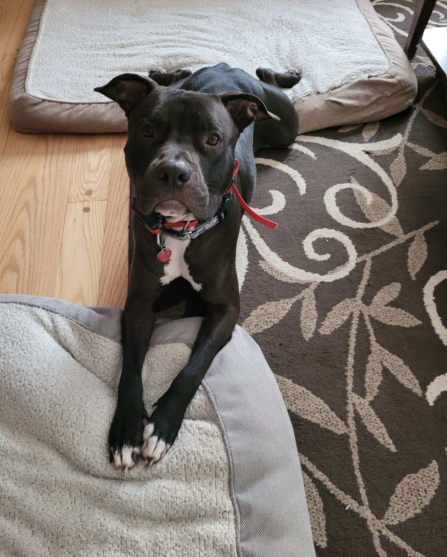 Dempsey, a Adoptable Pit Bull Terrier in Jackson , NJ image 3/5