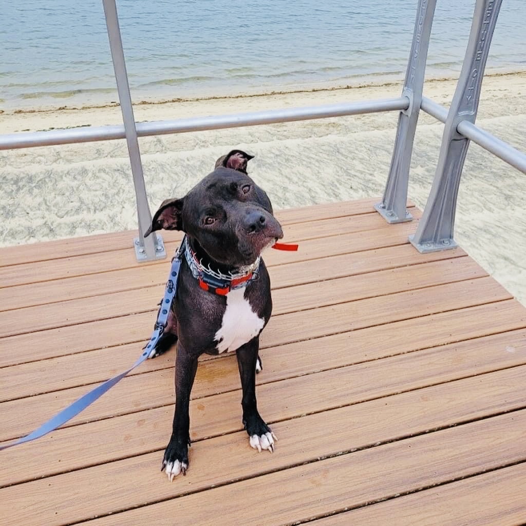 Dempsey, a Adoptable Pit Bull Terrier in Jackson , NJ image 1/5