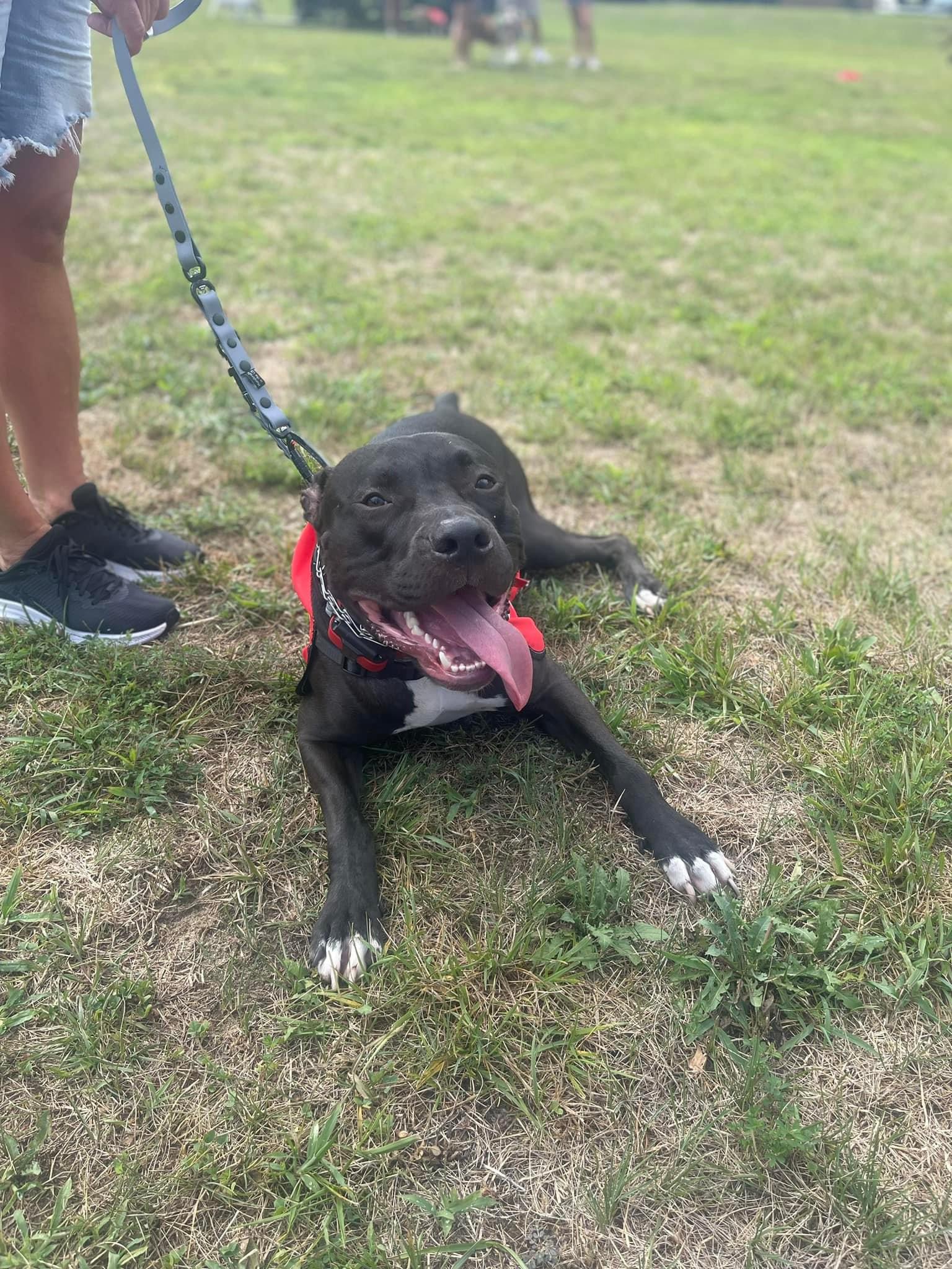 Dempsey, a Adoptable Pit Bull Terrier in Jackson , NJ image 4/5