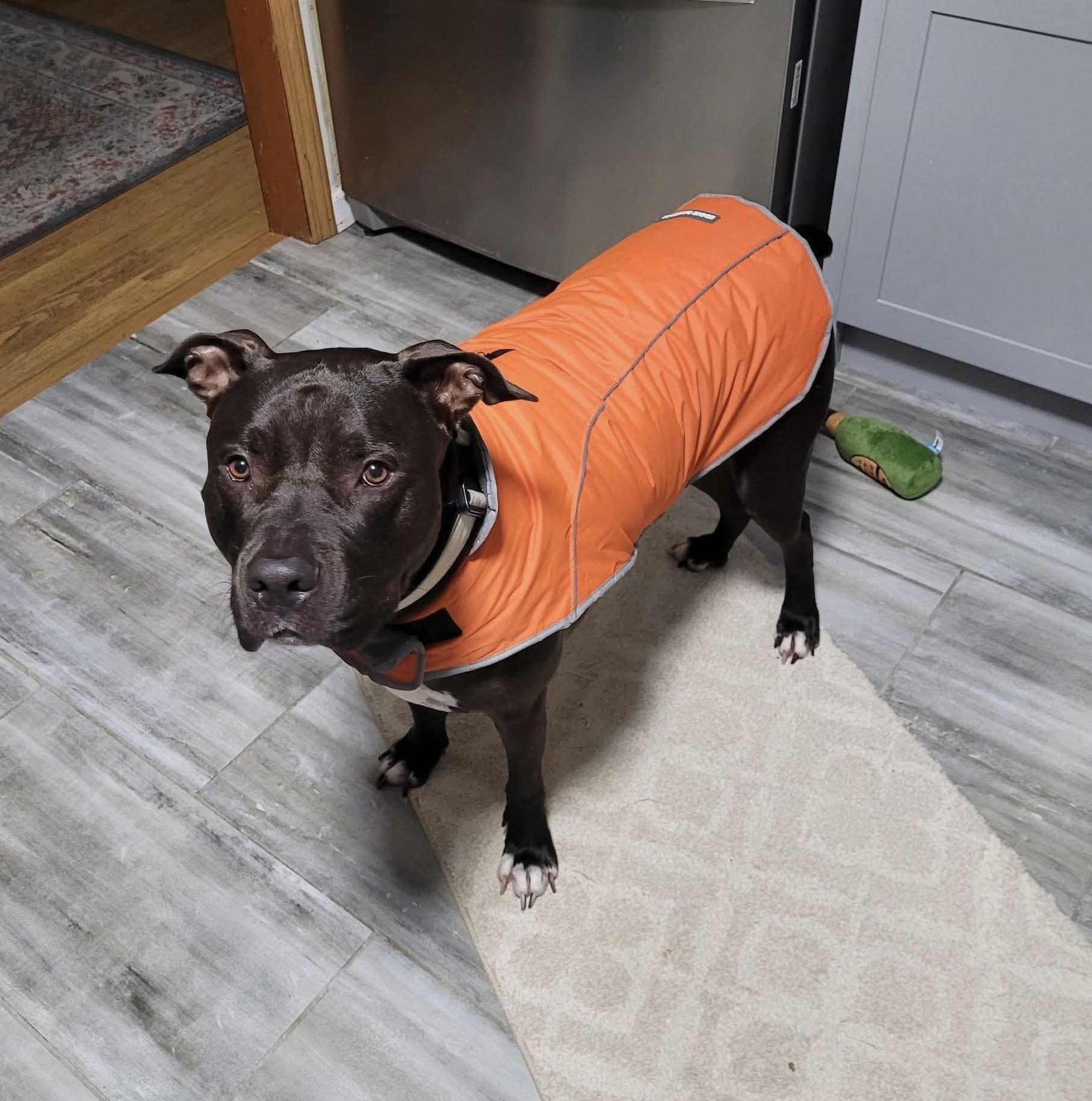 Dempsey, Adoptable, Young Male Pit Bull Terrier.