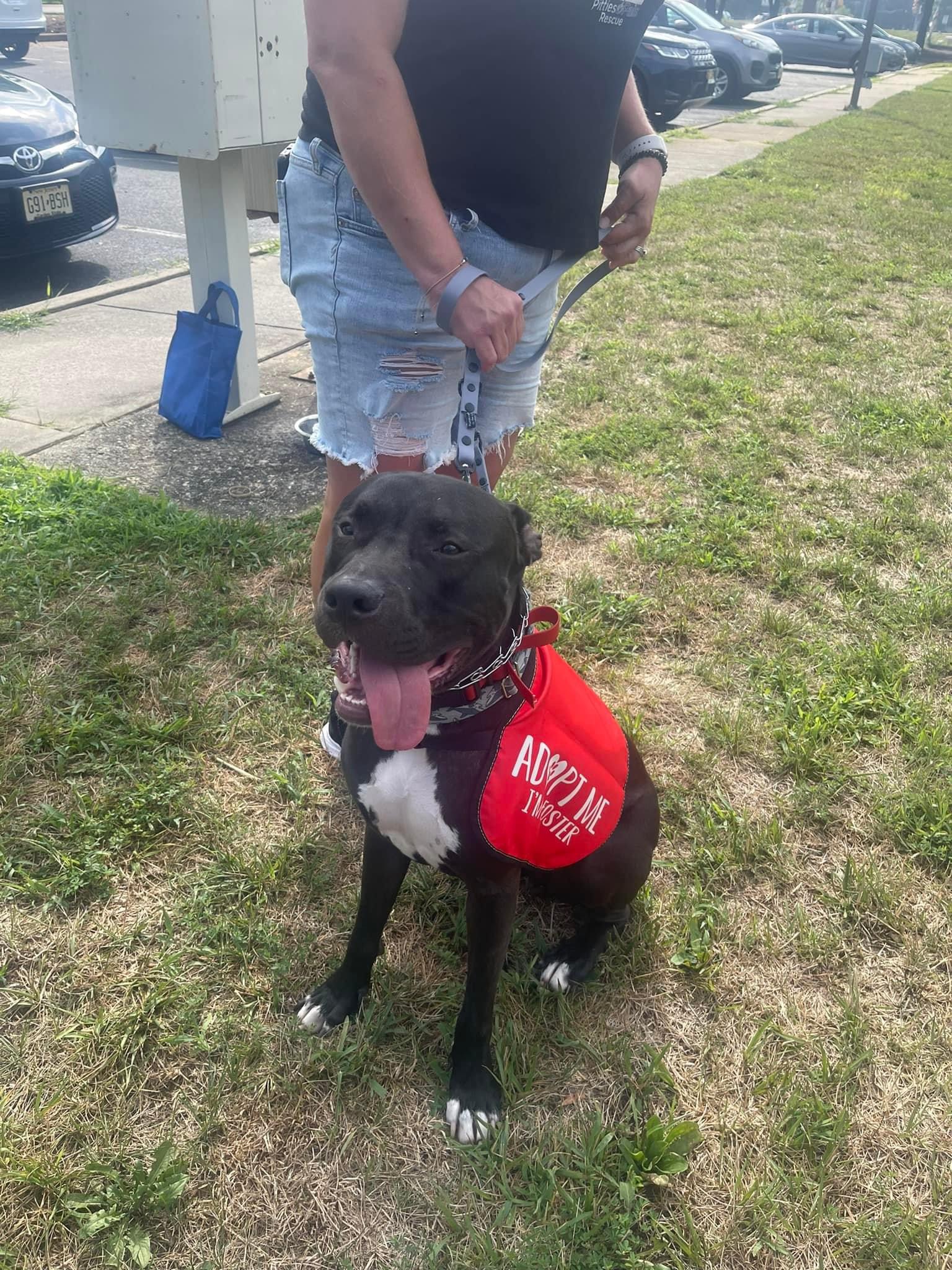 Dempsey, a Adoptable Pit Bull Terrier in Jackson , NJ image 5/5