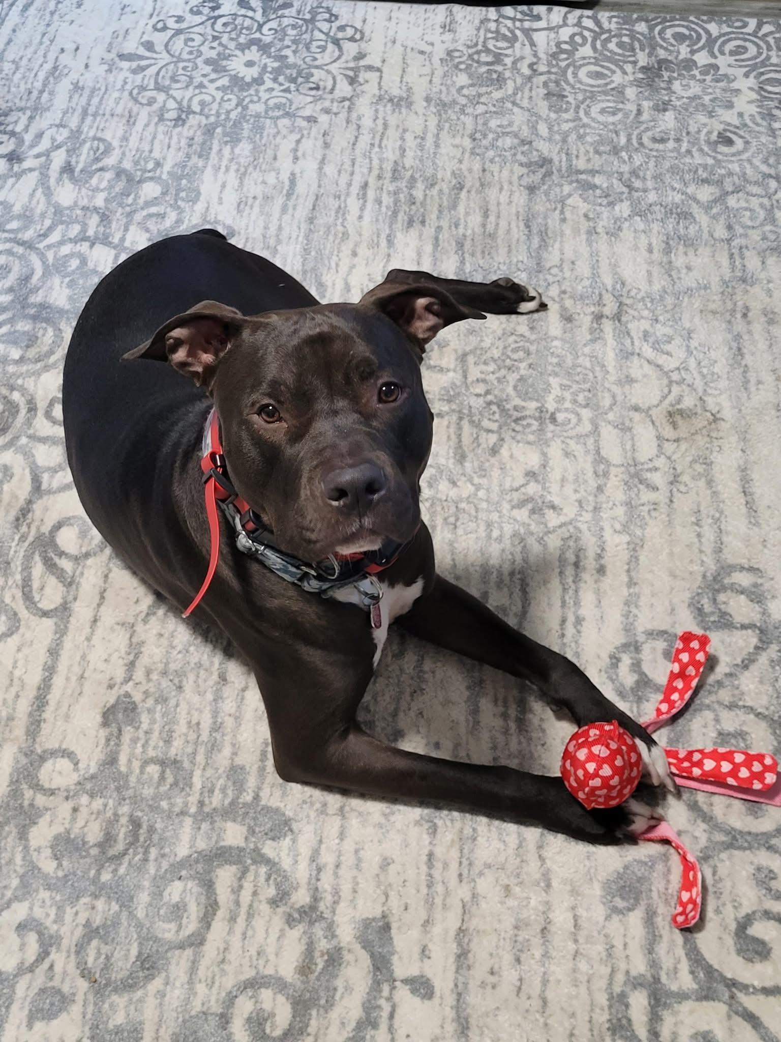 Dempsey, a Adoptable mixed breed in Jackson , NJ image 1/6