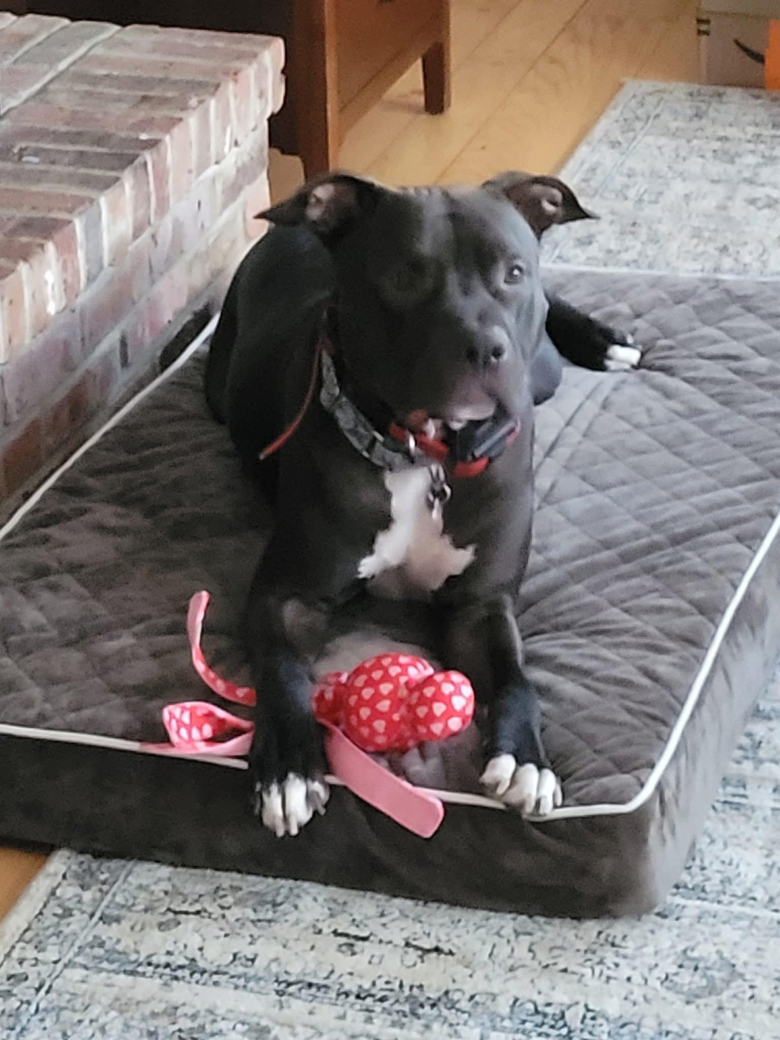 Dempsey, a Adoptable mixed breed in Jackson , NJ image 2/6