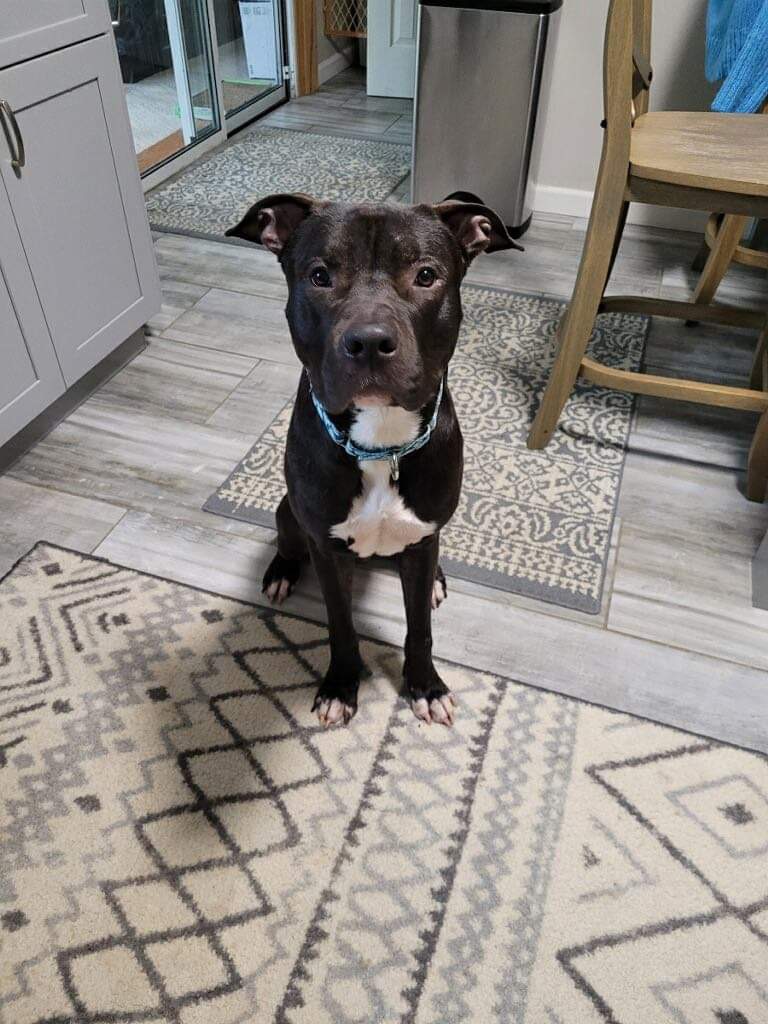 Dempsey, a Adoptable Pit Bull Terrier in Jackson , NJ image 2/5