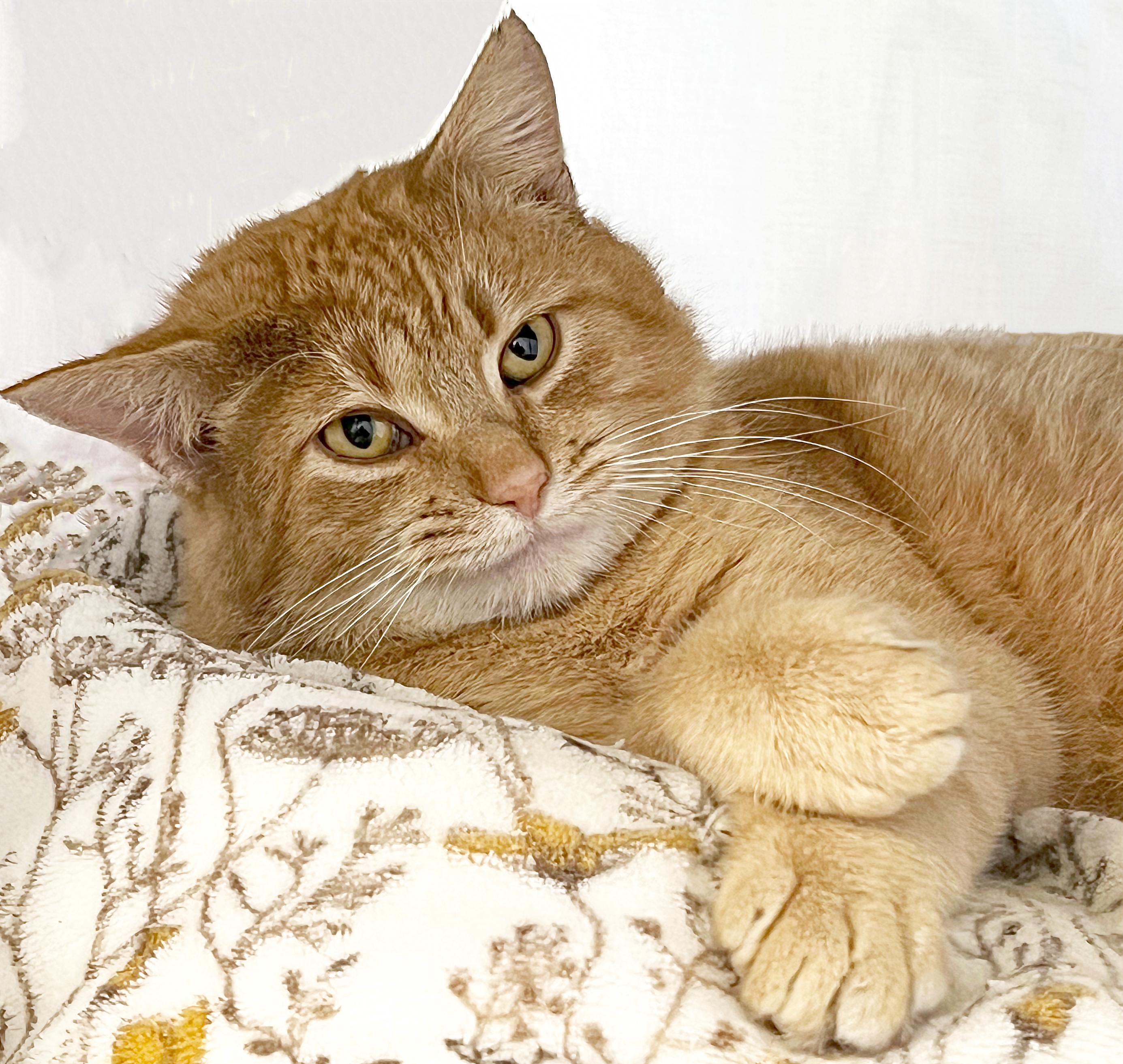 Enlarge Farley, an adopted Domestic Short Hair in St. Louis, MO image 1/1