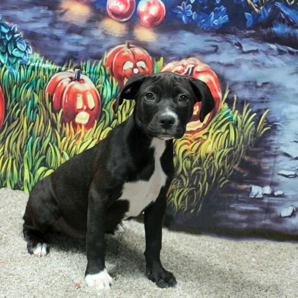 Enlarge Oakley, a ADOPTABLE mixed breed in Graham, TX image 5/5