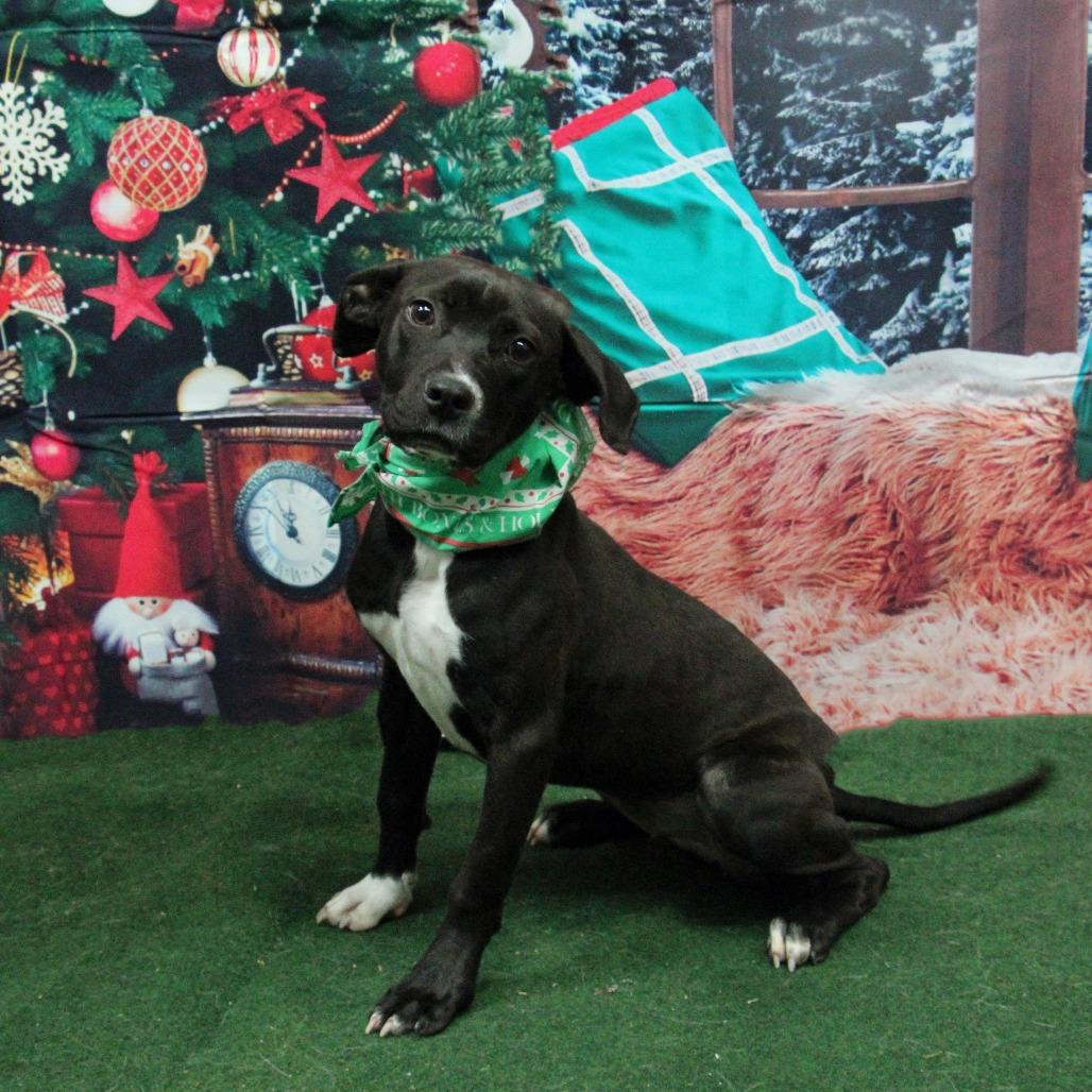 Enlarge Oakley, a ADOPTABLE mixed breed in Graham, TX image 3/5