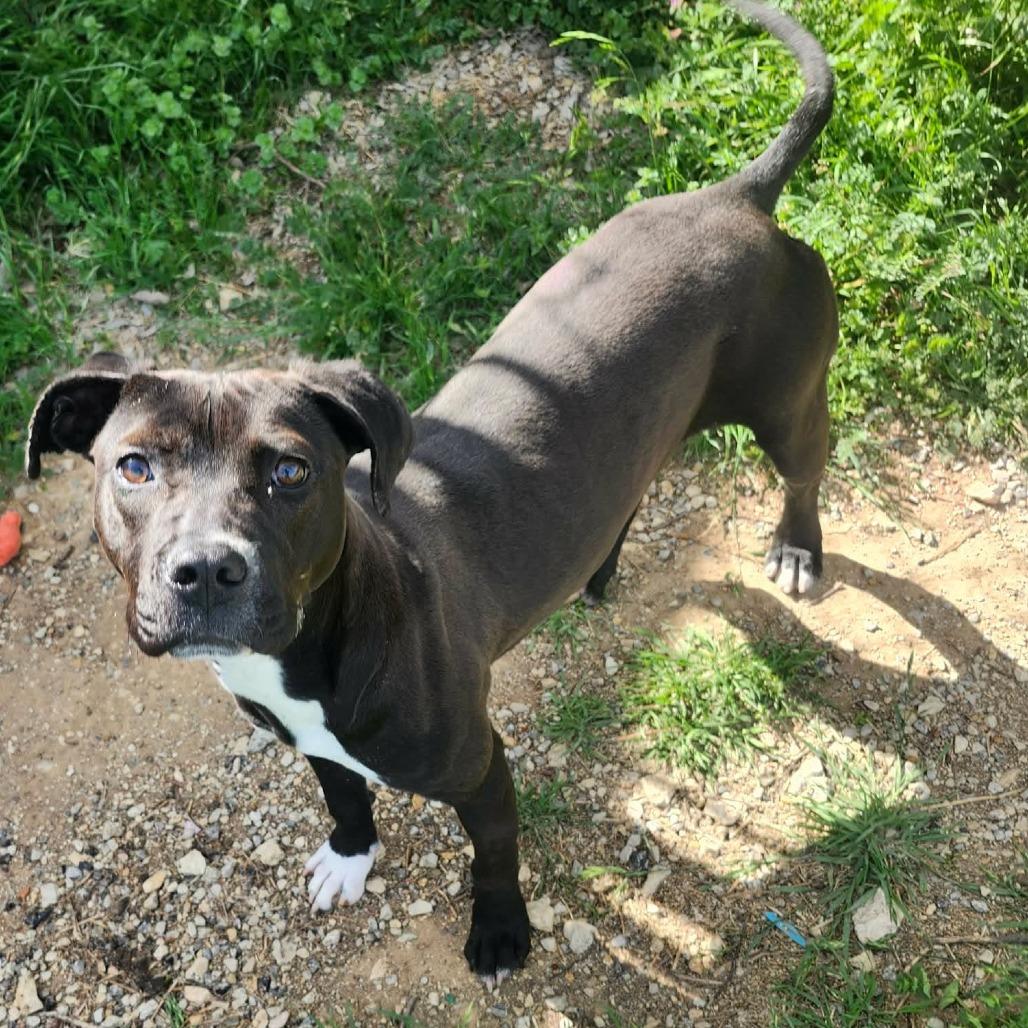 Enlarge Oakley, a ADOPTABLE mixed breed in Graham, TX image 2/5