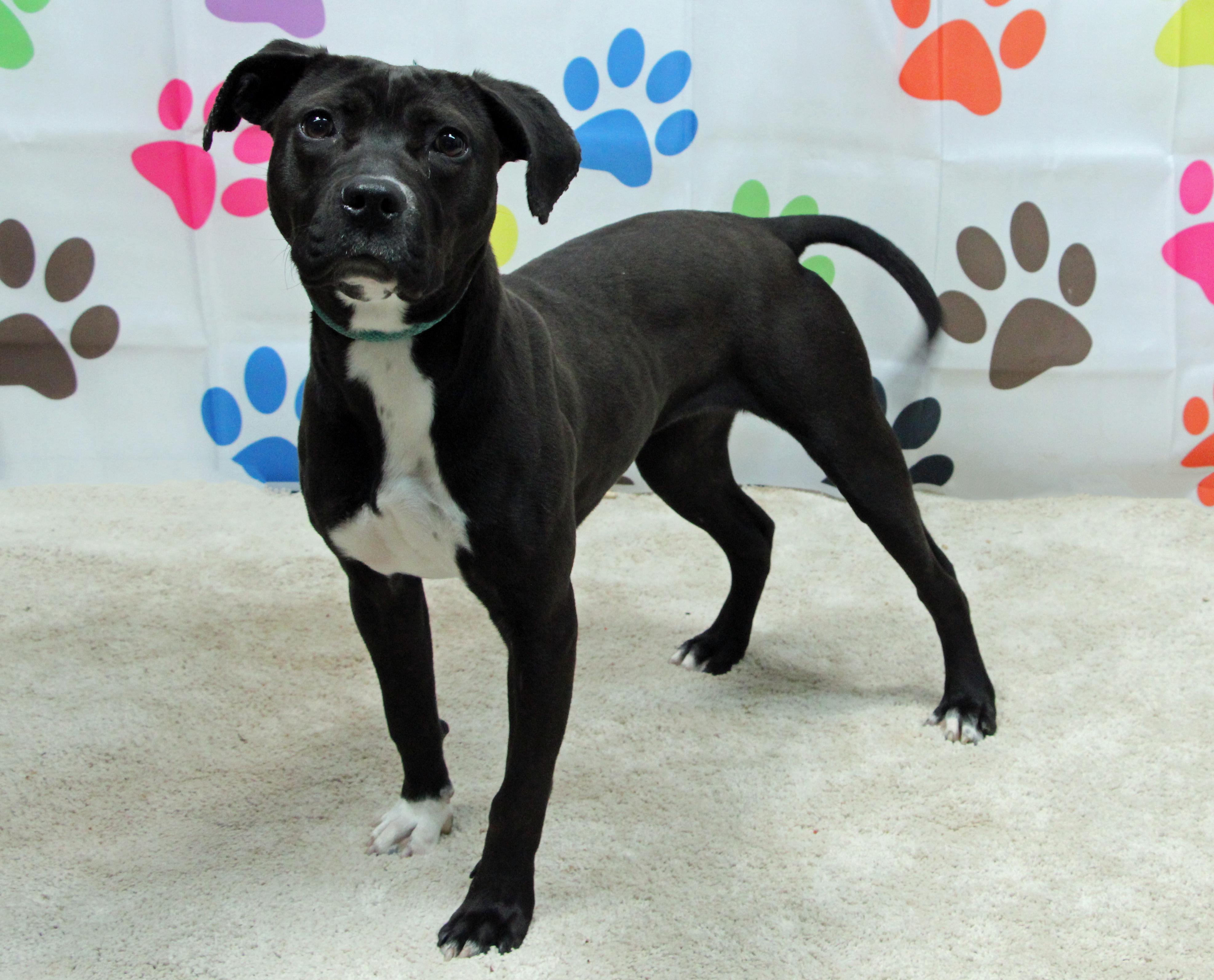 Enlarge Oakley, a ADOPTABLE mixed breed in Graham, TX image 1/5