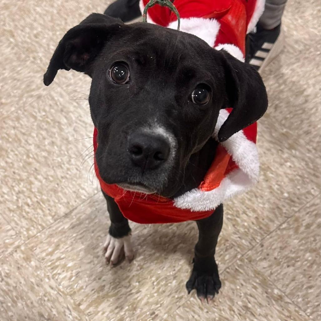 Enlarge Oakley, a ADOPTABLE mixed breed in Graham, TX image 4/5