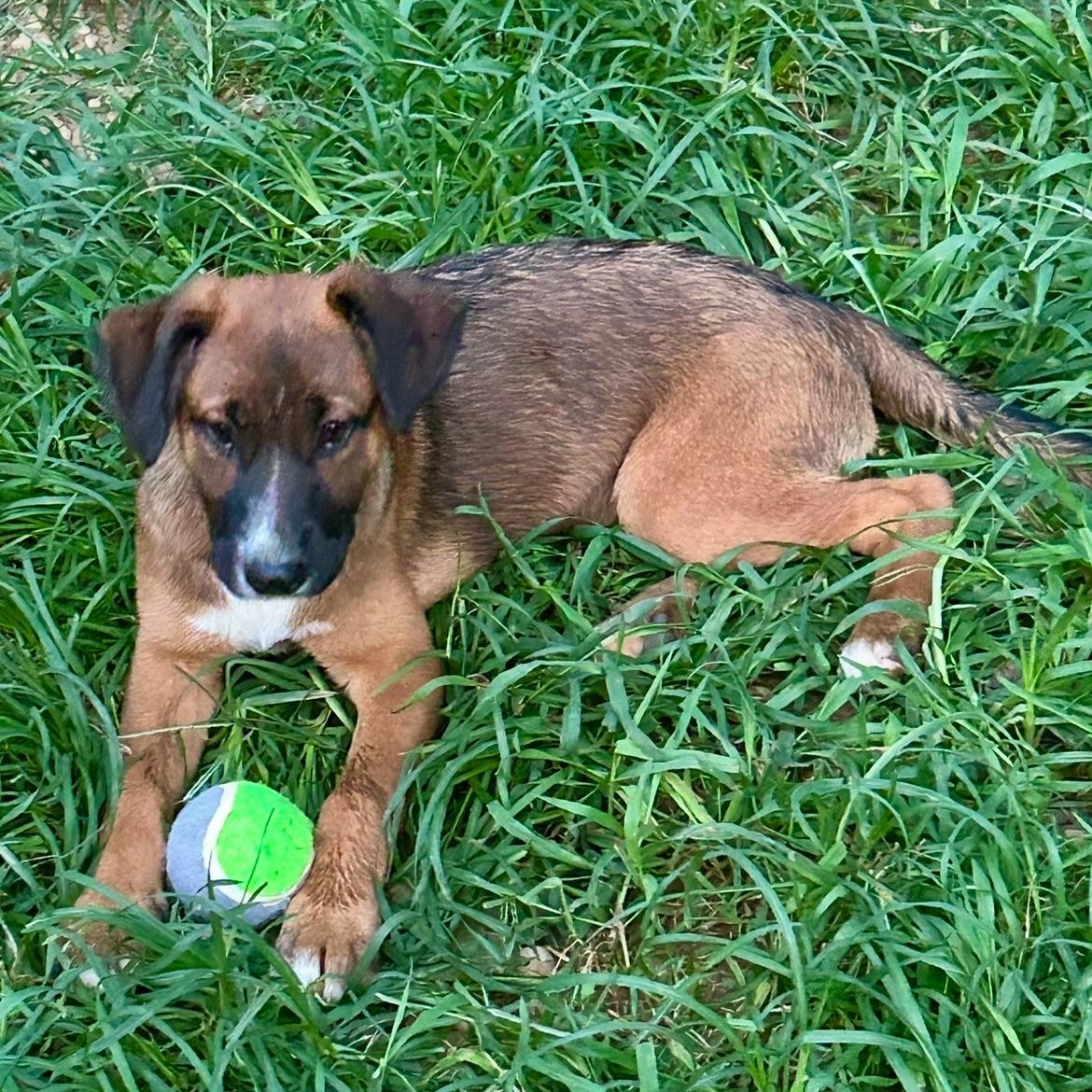 FIONA