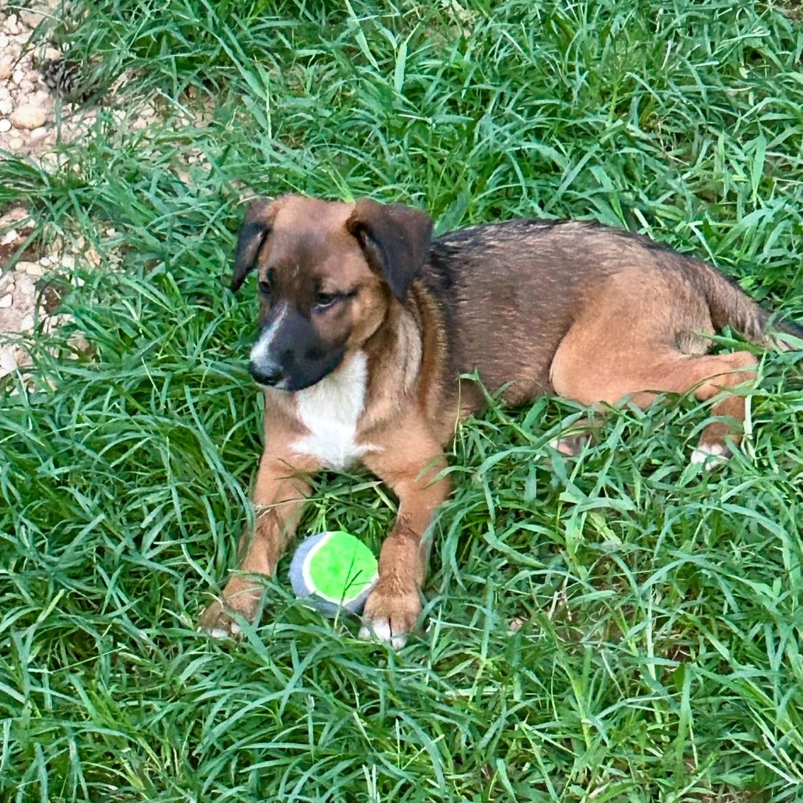 FIONA