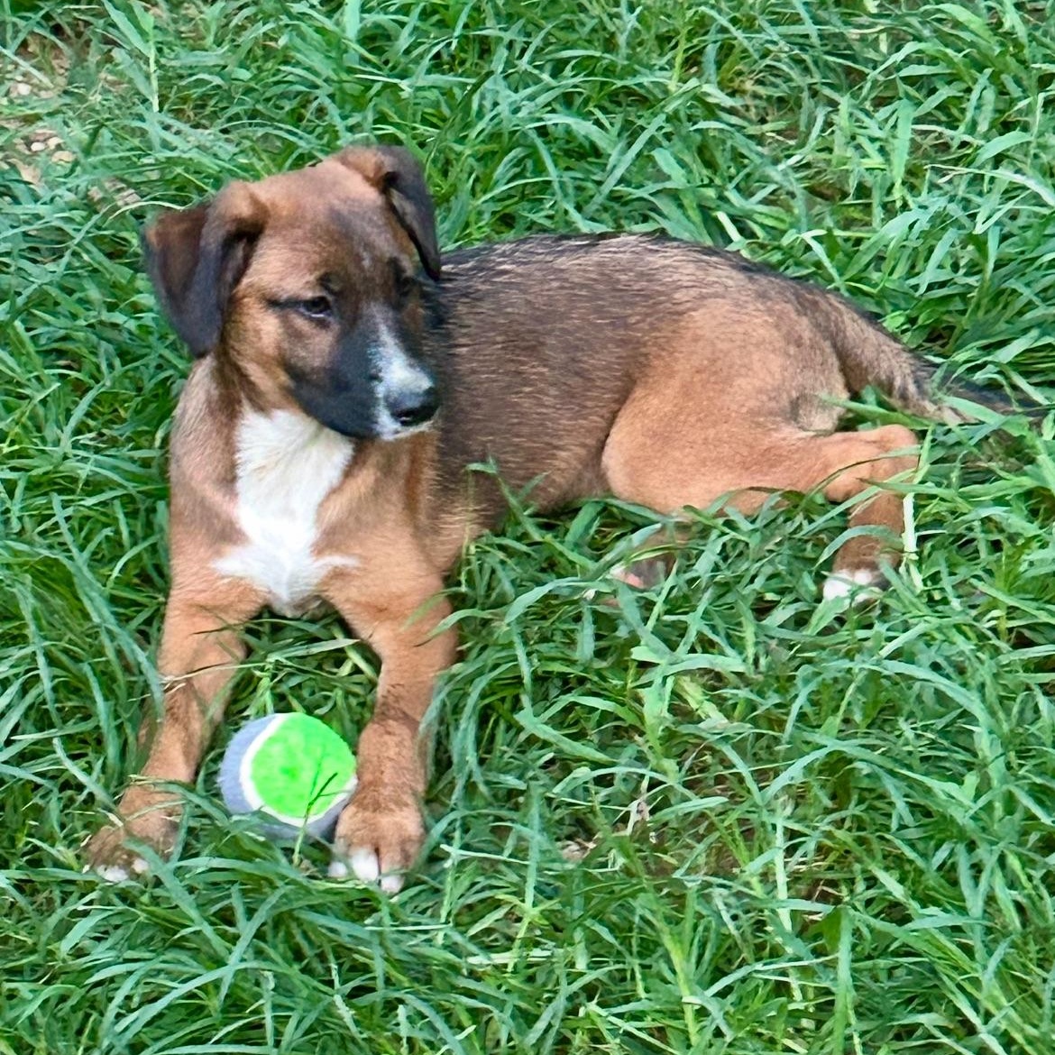 FIONA