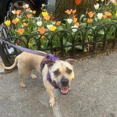 Enlarge Shady, a Adoptable mixed breed in New York, NY image 5/6