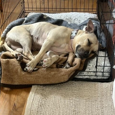 Enlarge Shady, a Adoptable mixed breed in New York, NY image 2/6