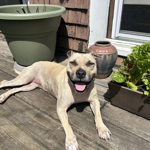 Enlarge Shady, a Adoptable mixed breed in New York, NY image 1/6