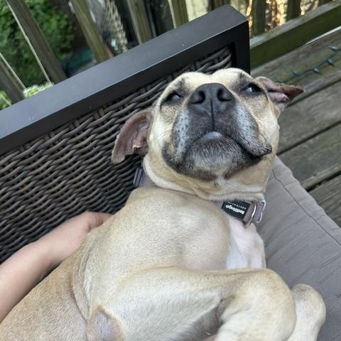 Enlarge Shady, a Adoptable mixed breed in New York, NY image 6/6