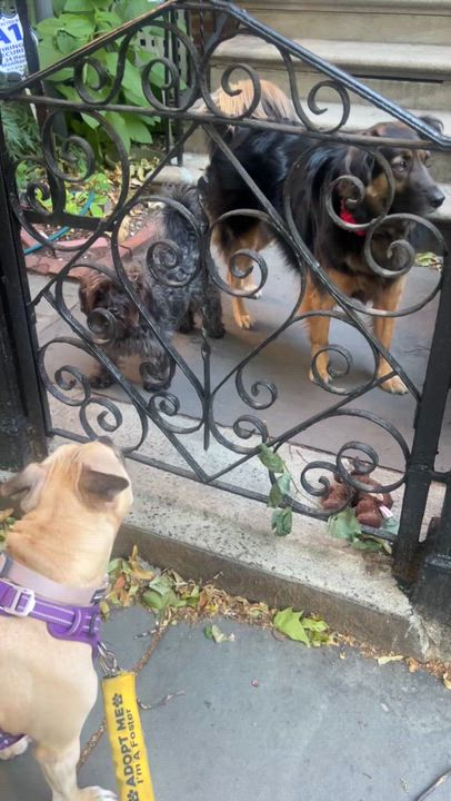 Enlarge Shady, a Adoptable mixed breed in New York, NY video 4/6