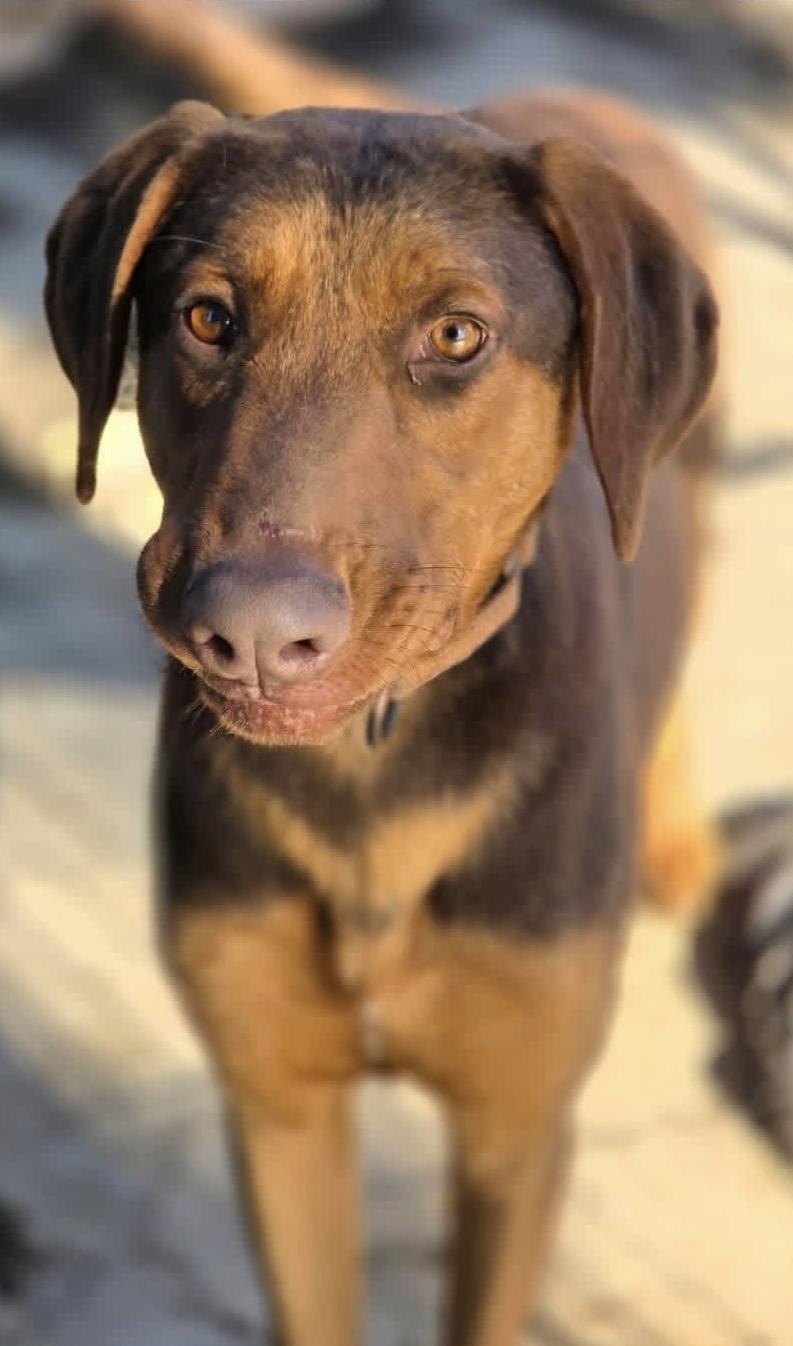 Enlarge Temu, a ADOPTABLE mixed breed in Beavercreek, OR image 4/6