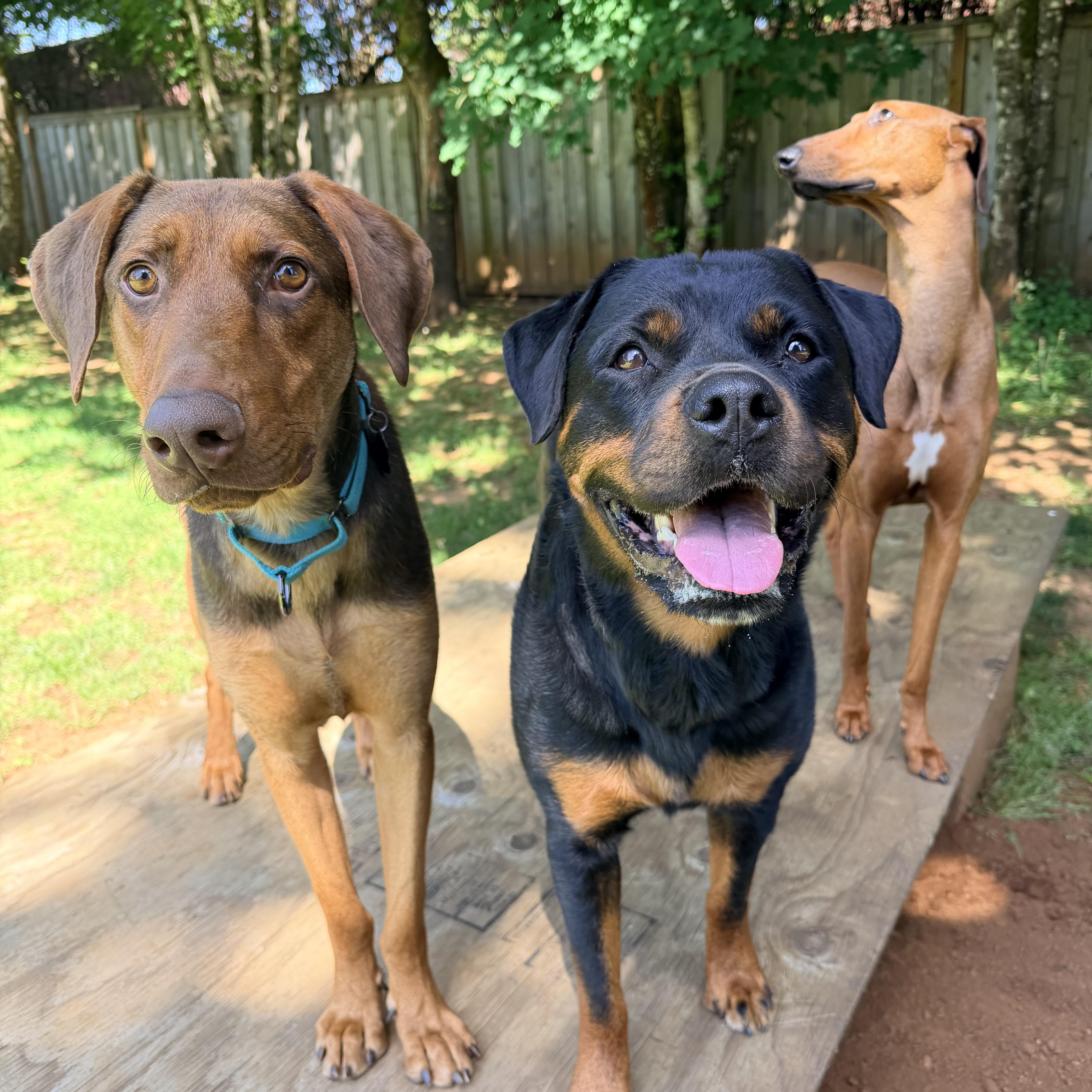 Enlarge Temu, a ADOPTABLE mixed breed in Beavercreek, OR image 6/6