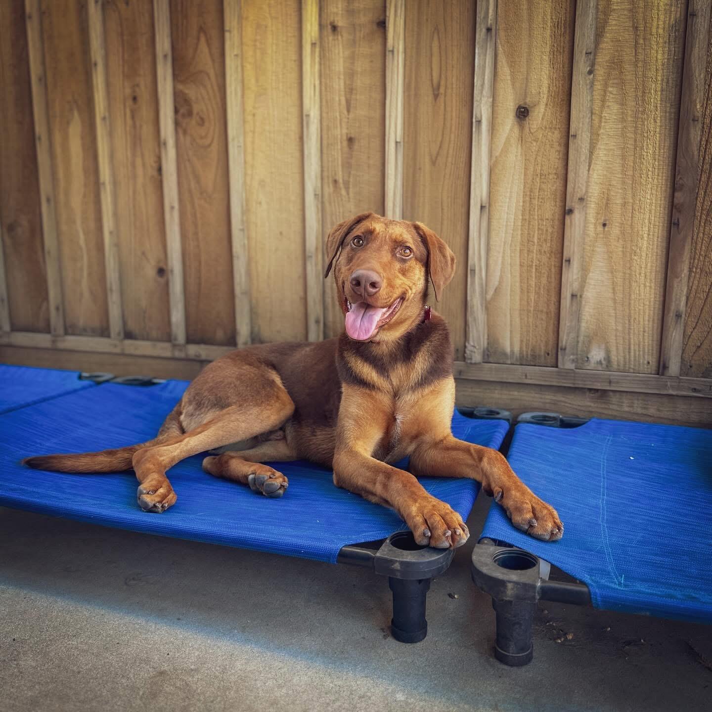 Enlarge Temu, a ADOPTABLE mixed breed in Beavercreek, OR image 2/6