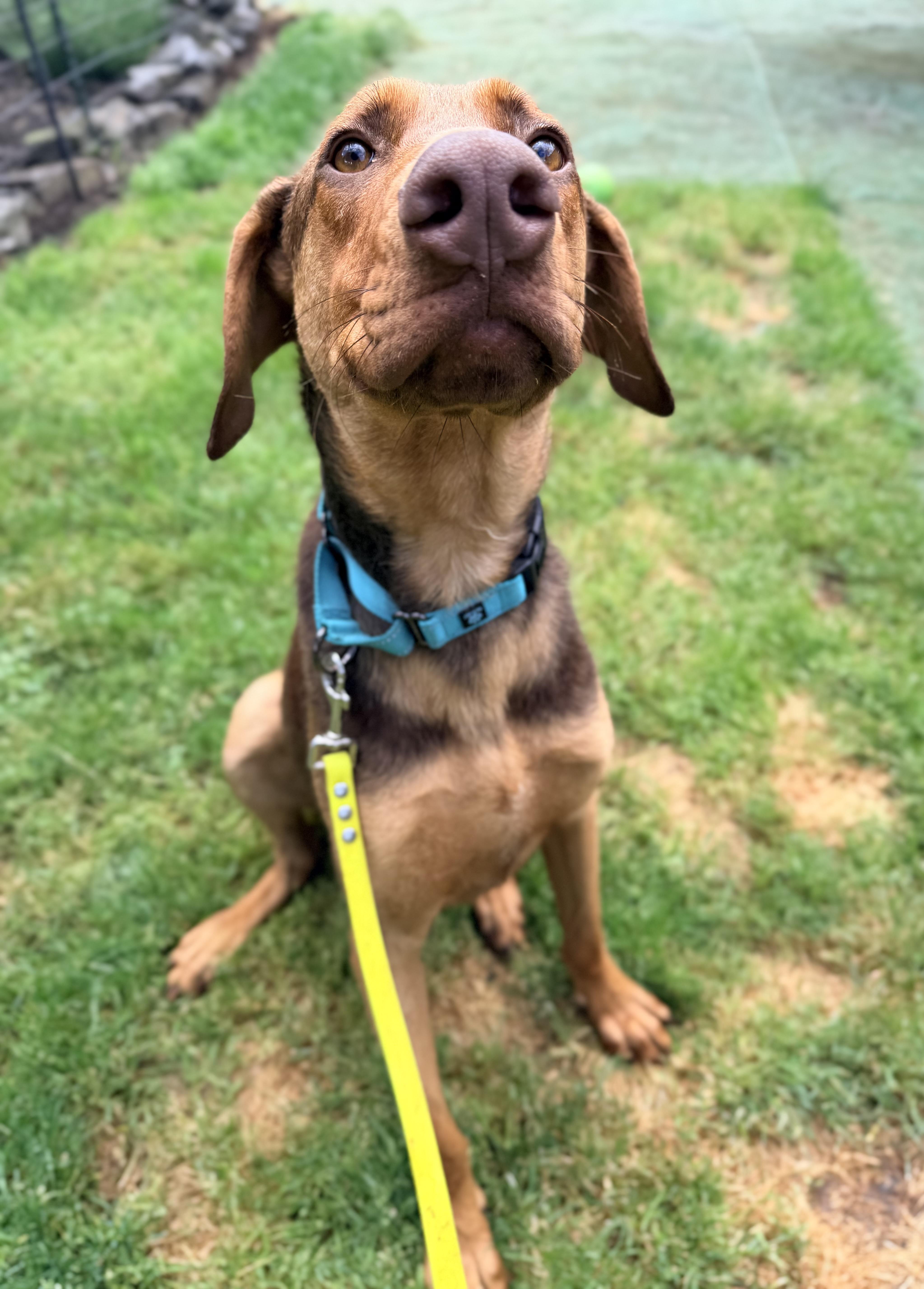 Enlarge Temu, a ADOPTABLE mixed breed in Beavercreek, OR image 3/6