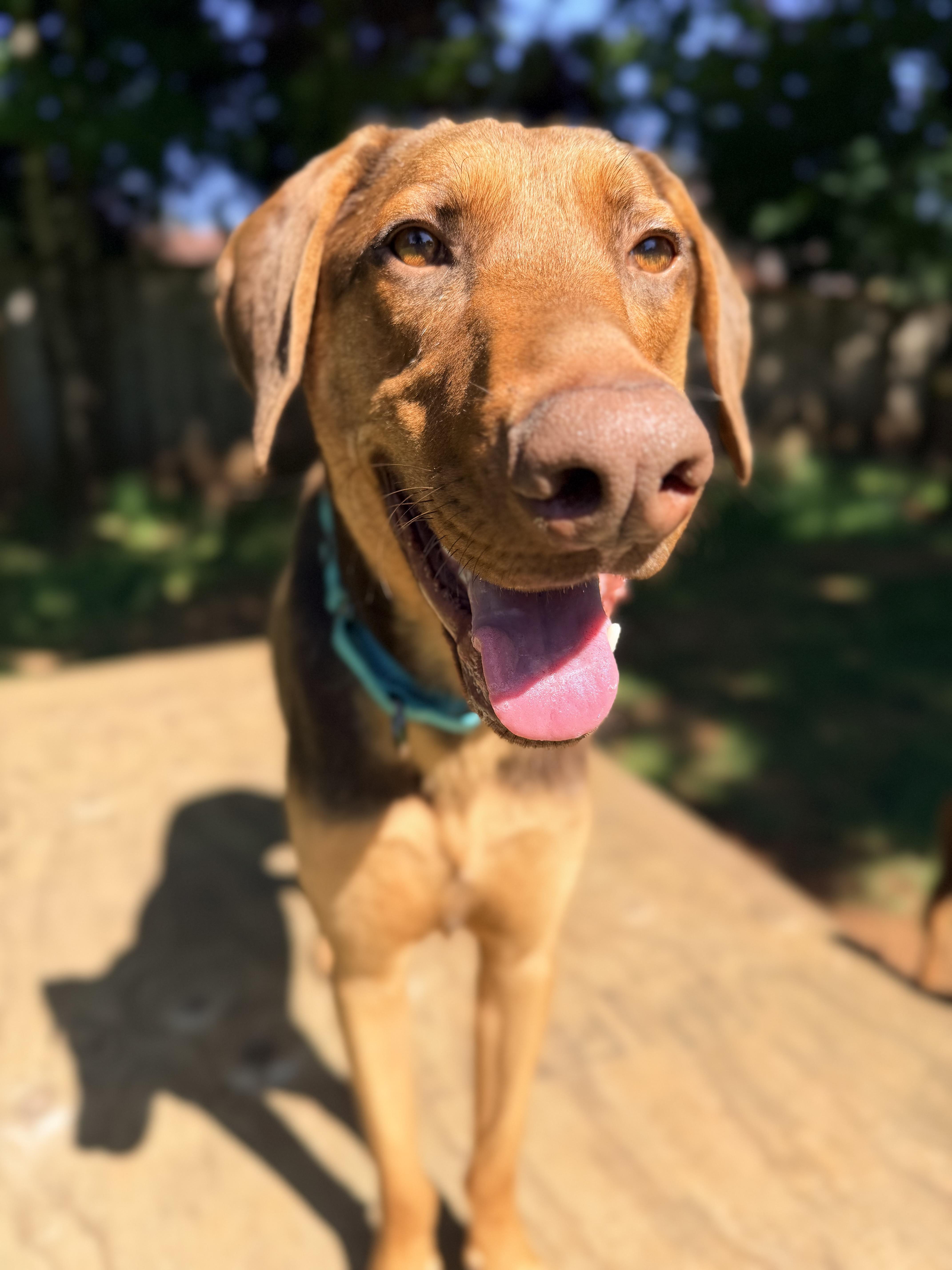 Enlarge Temu, a ADOPTABLE mixed breed in Beavercreek, OR image 1/6