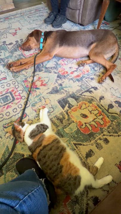 Enlarge Temu, a ADOPTABLE mixed breed in Beavercreek, OR video 5/6