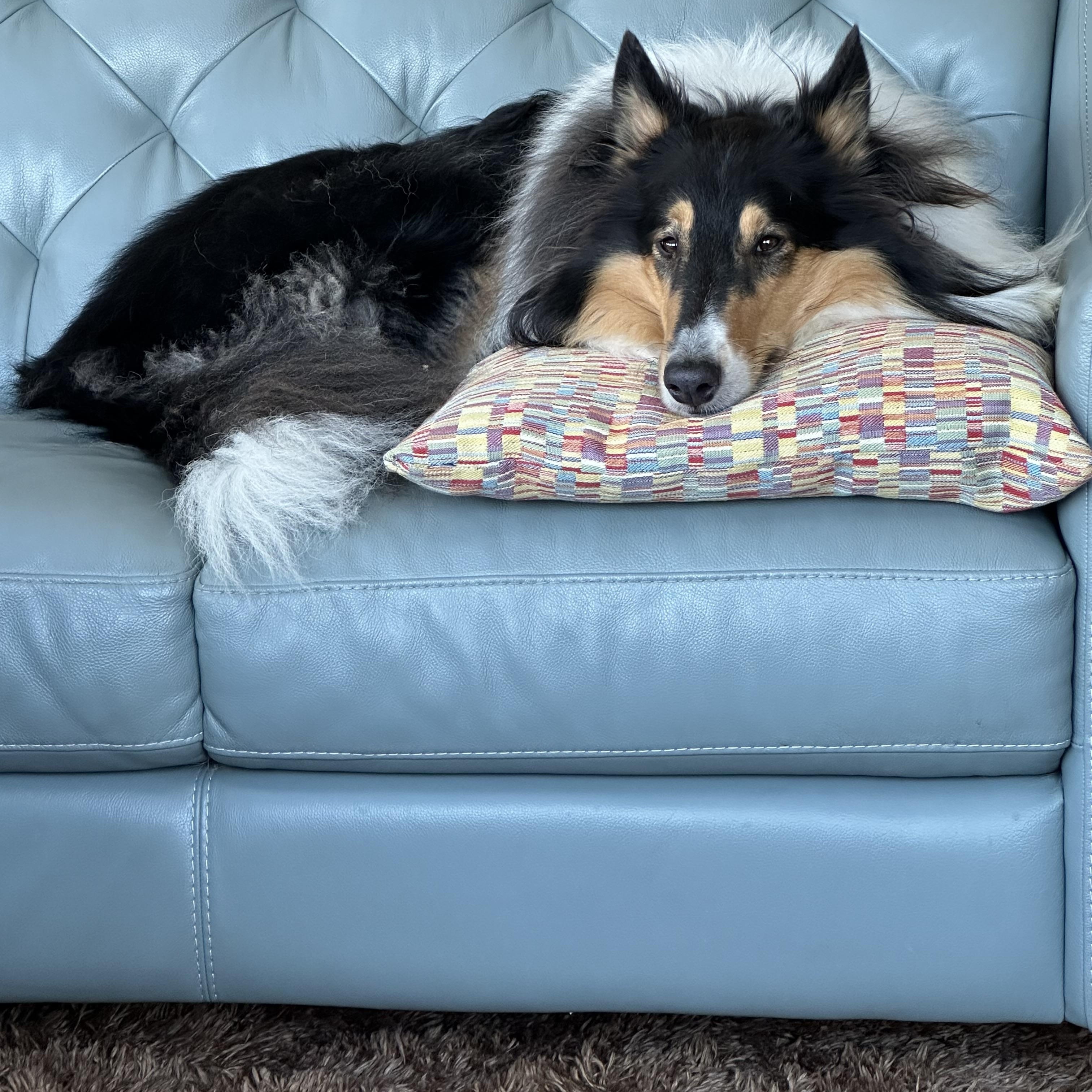 Remi, Adoptable, Young Male Collie.