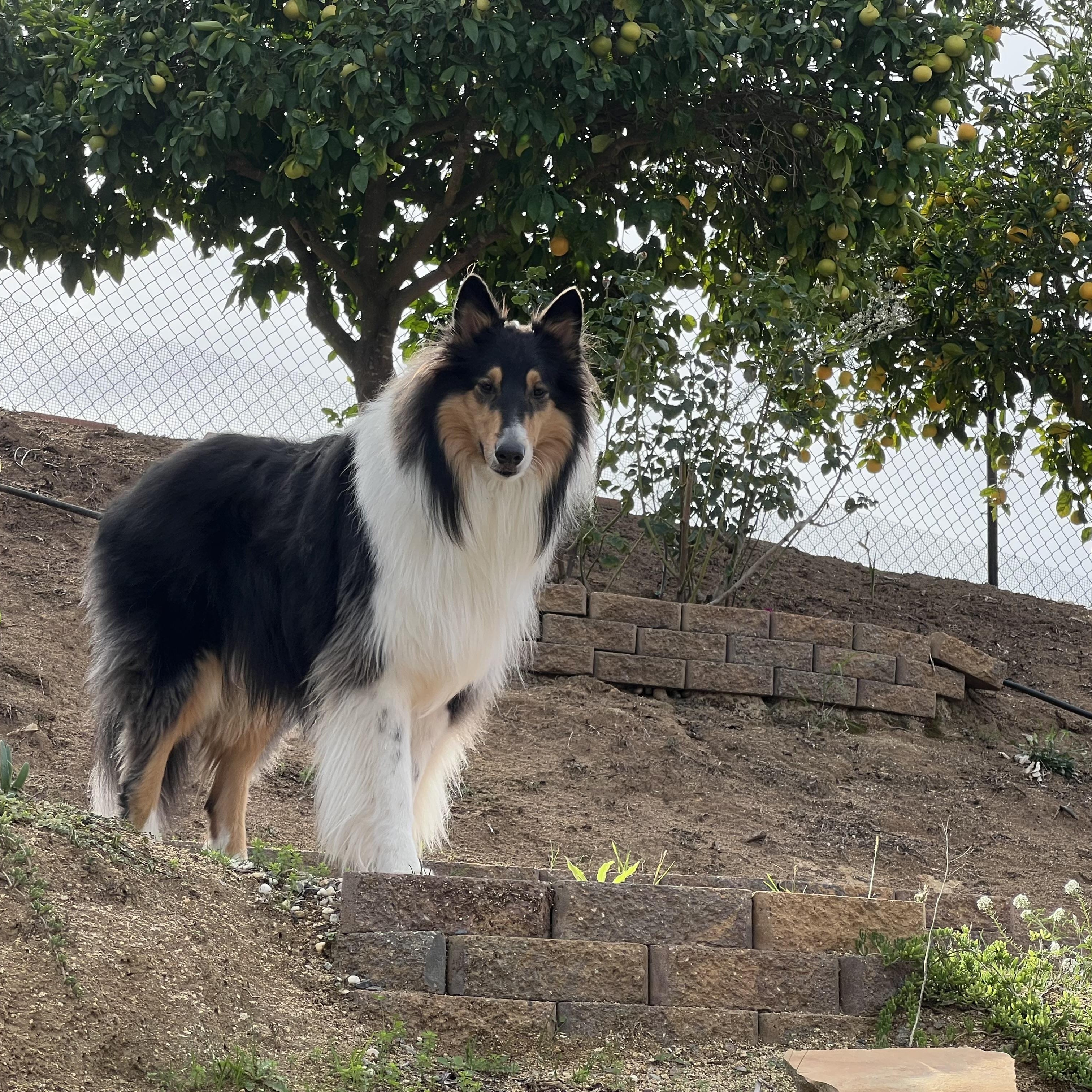 Enlarge Remi, a Adoptable Collie in Riverside, CA image 4/5