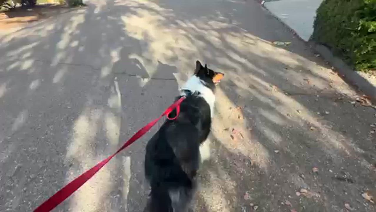 Enlarge Remi, a Adoptable Collie in Riverside, CA video 5/5