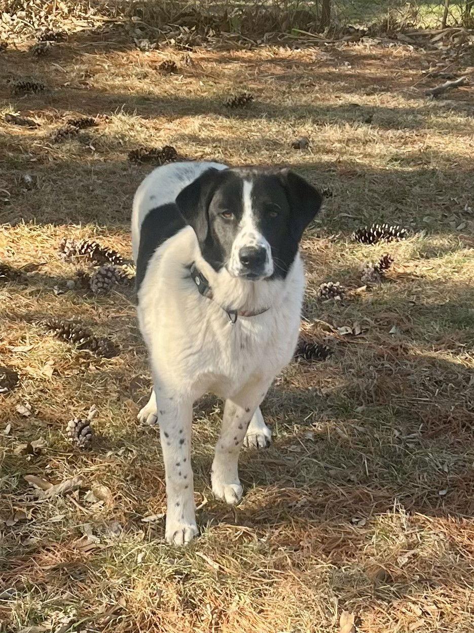 Whitley, Adopted, Adult Female Great Pyrenees.