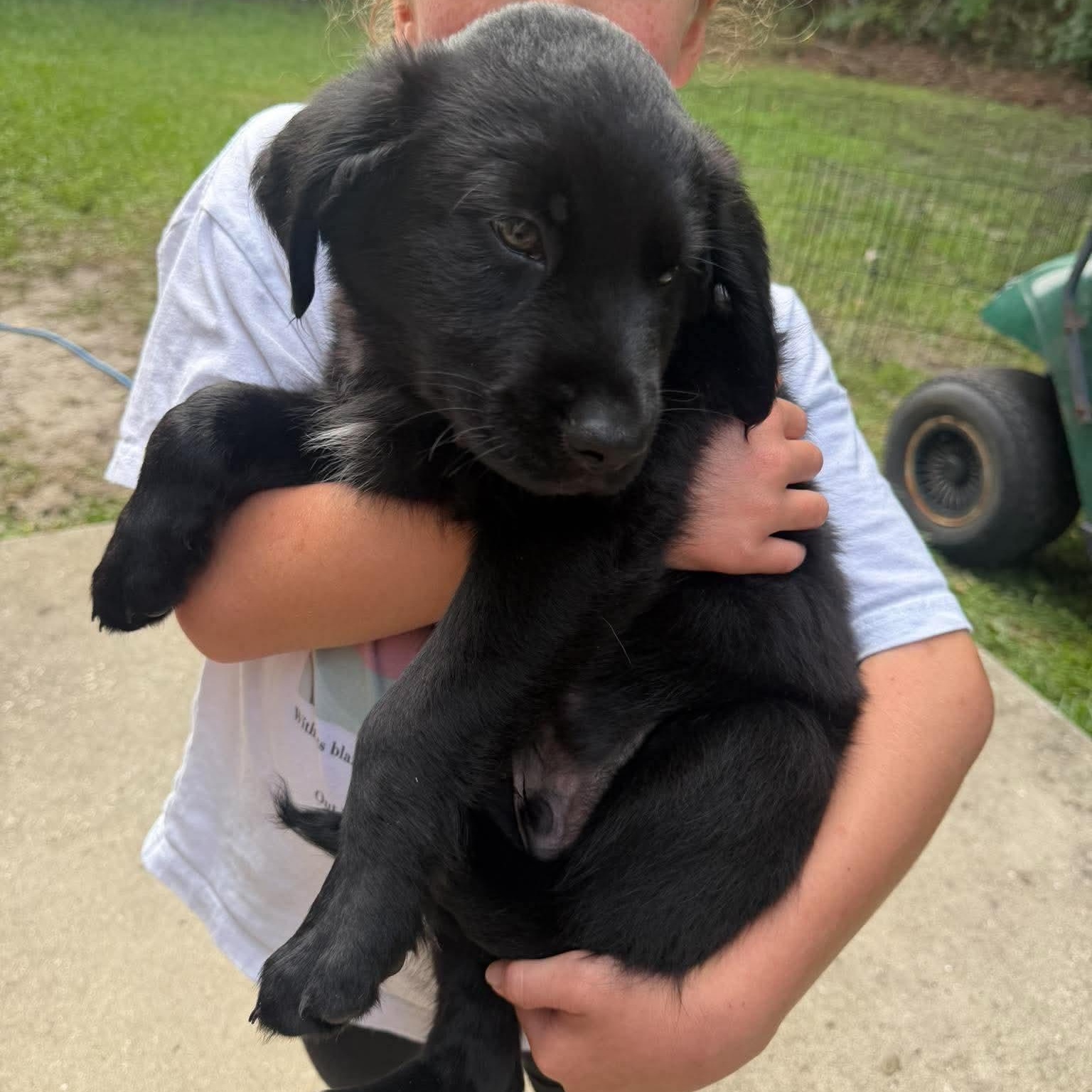 River, Adoptable, Puppy Male Labrador Retriever.