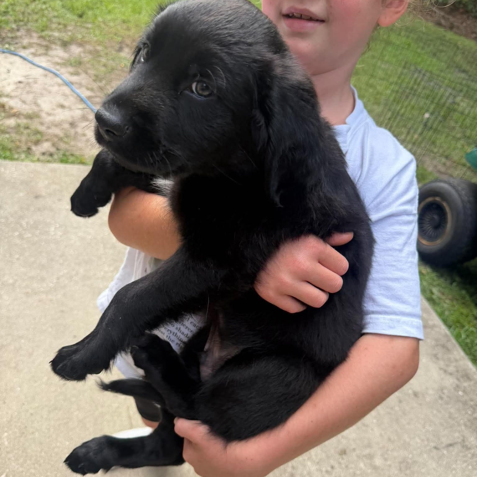 Enlarge River, a Adoptable mixed breed in Wando, SC image 2/2