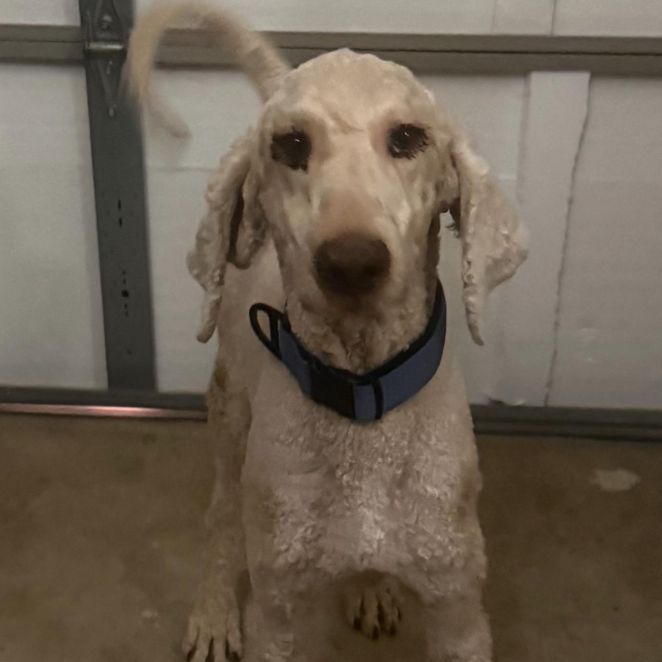 Enlarge Buzz, a Adopted Goldendoodle in atlanta, GA image 3/4