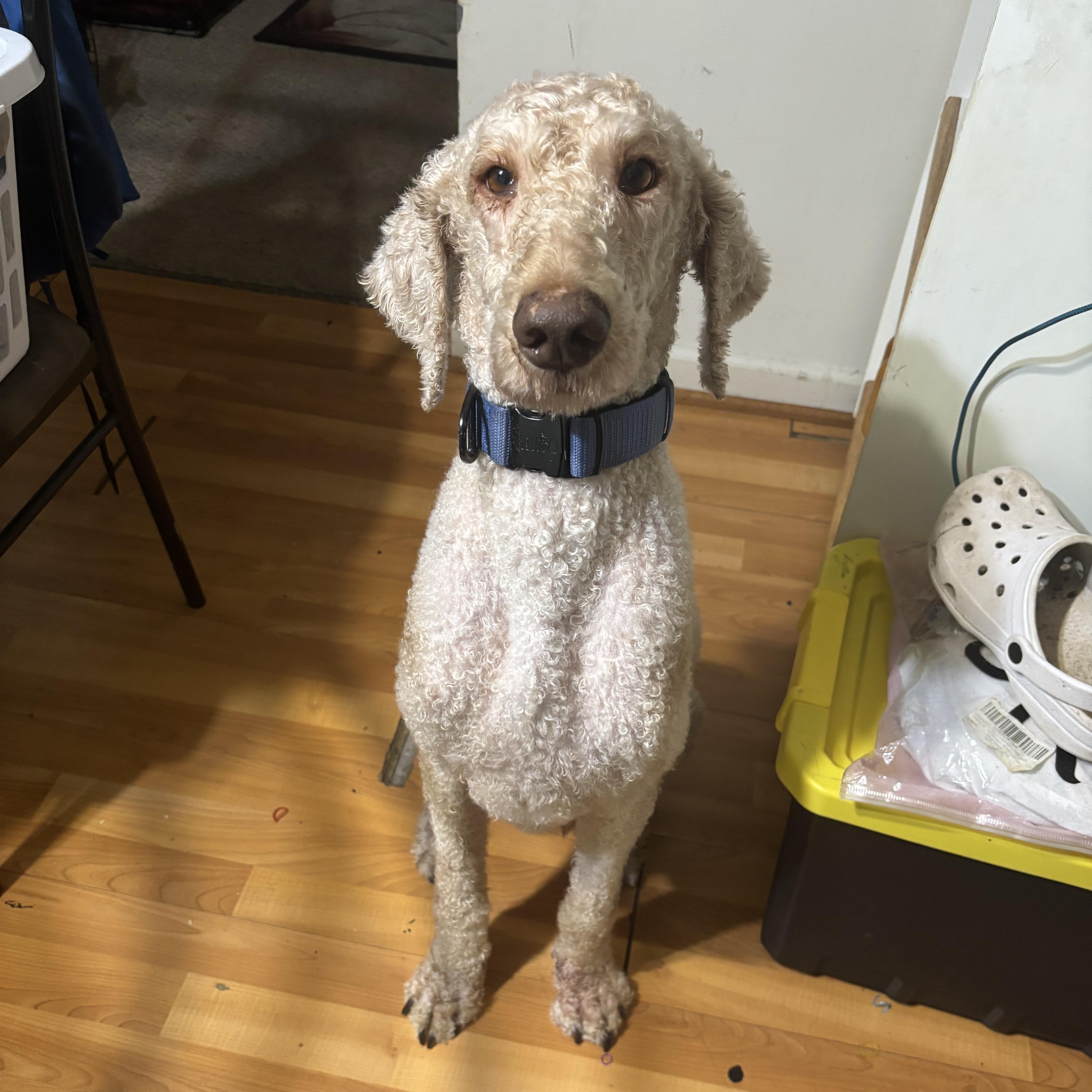 Enlarge Buzz, a Adopted Goldendoodle in atlanta, GA image 4/4