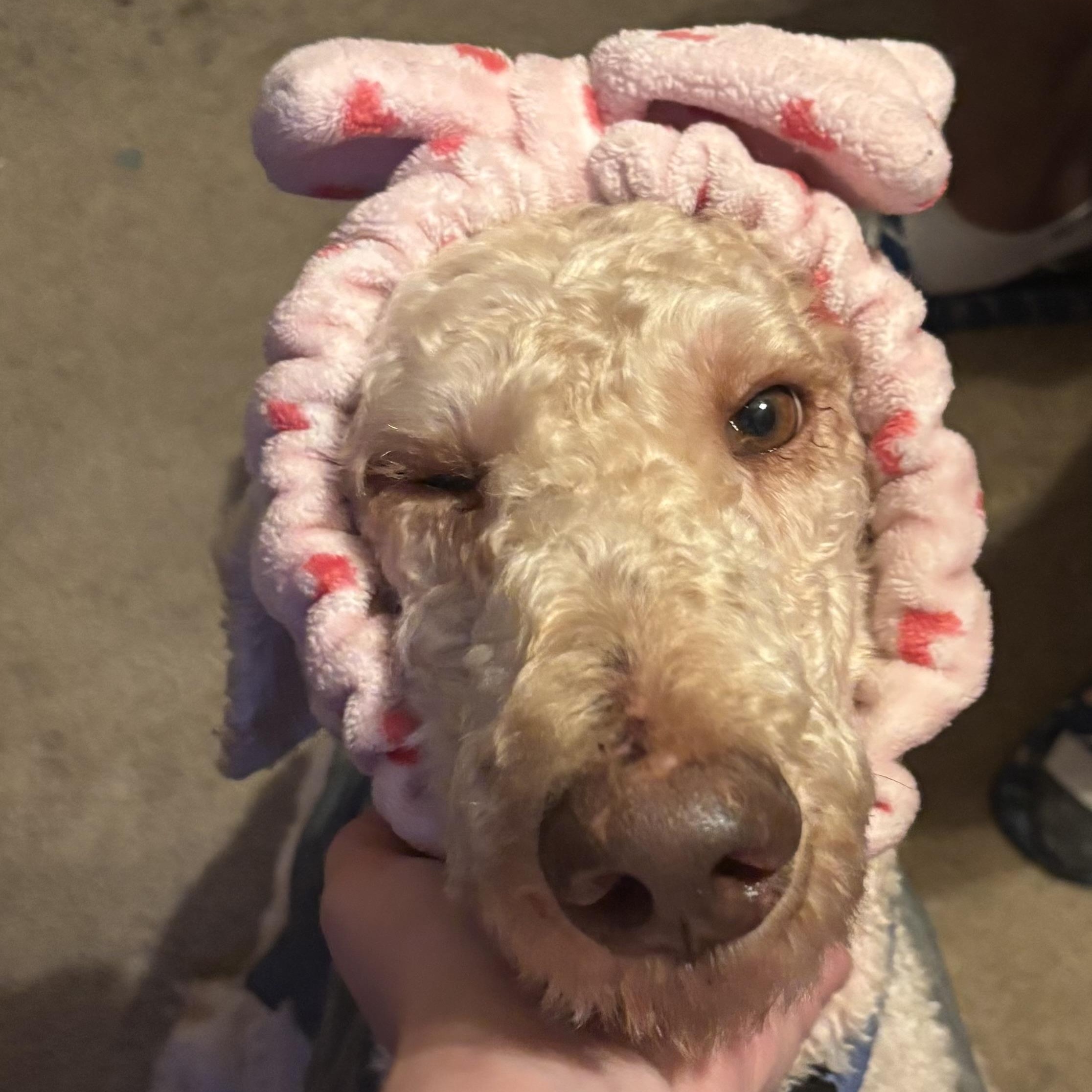 Enlarge Buzz, a Adopted Goldendoodle in atlanta, GA image 1/4
