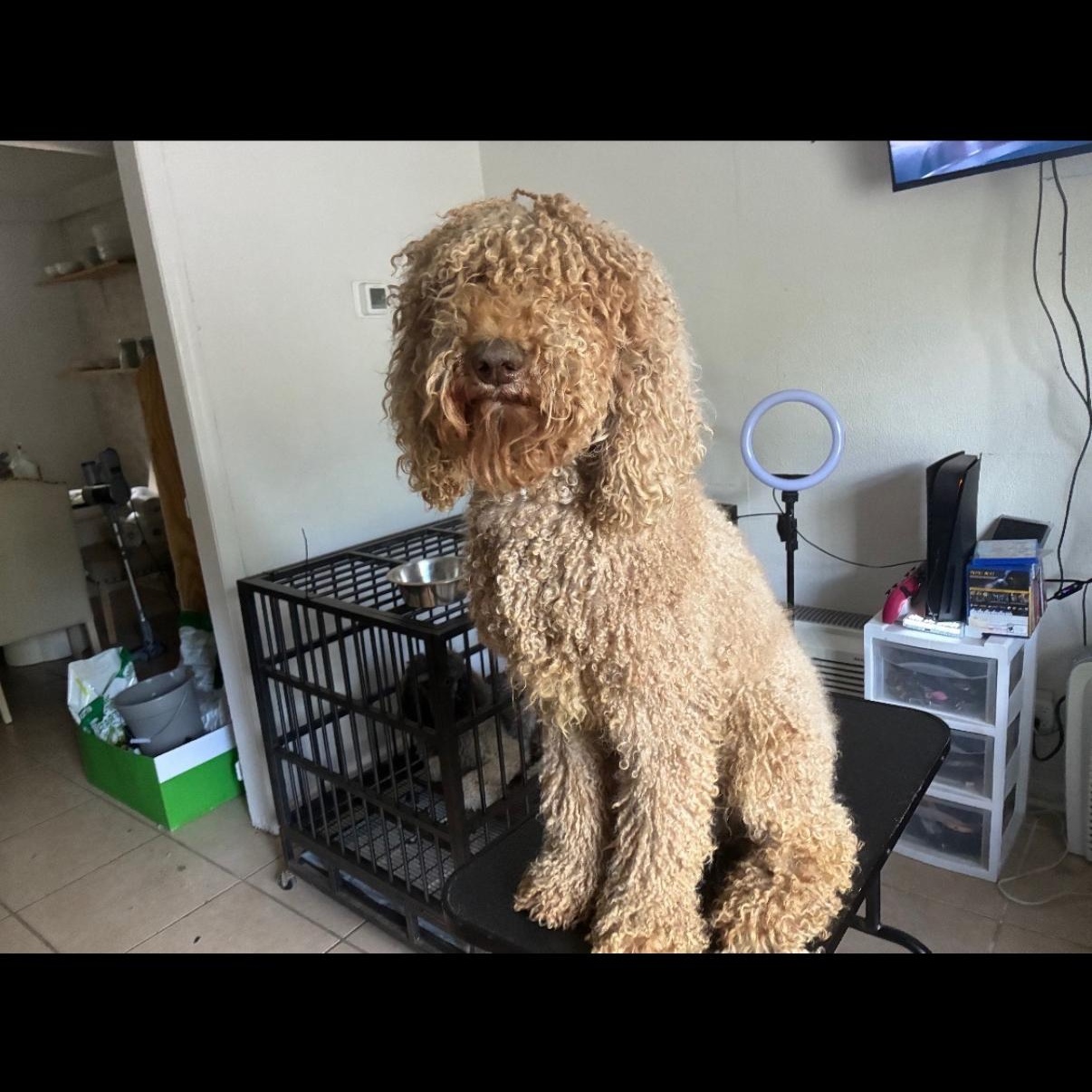 Enlarge Buzz, a Adopted Goldendoodle in atlanta, GA image 2/4