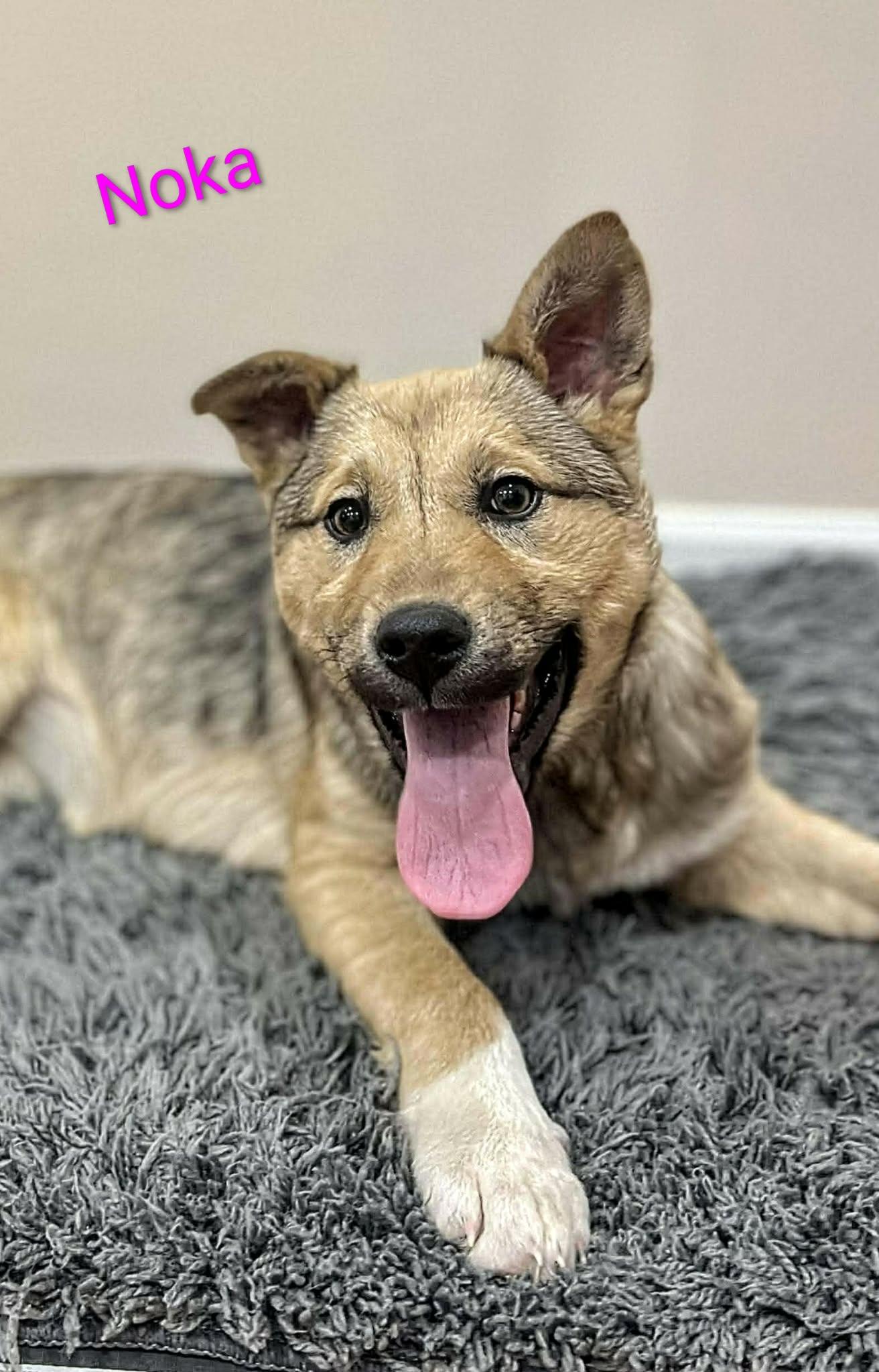 Noka (20260120-07) — thumbnail 2