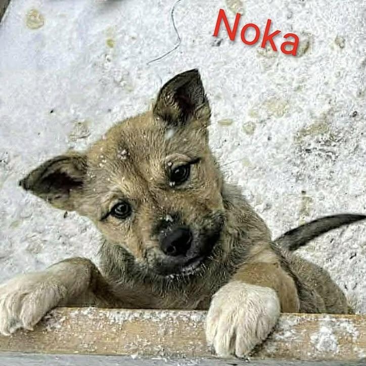 Noka (20260120-07) — thumbnail 3