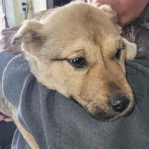 Noka (20260120-07) — thumbnail 4