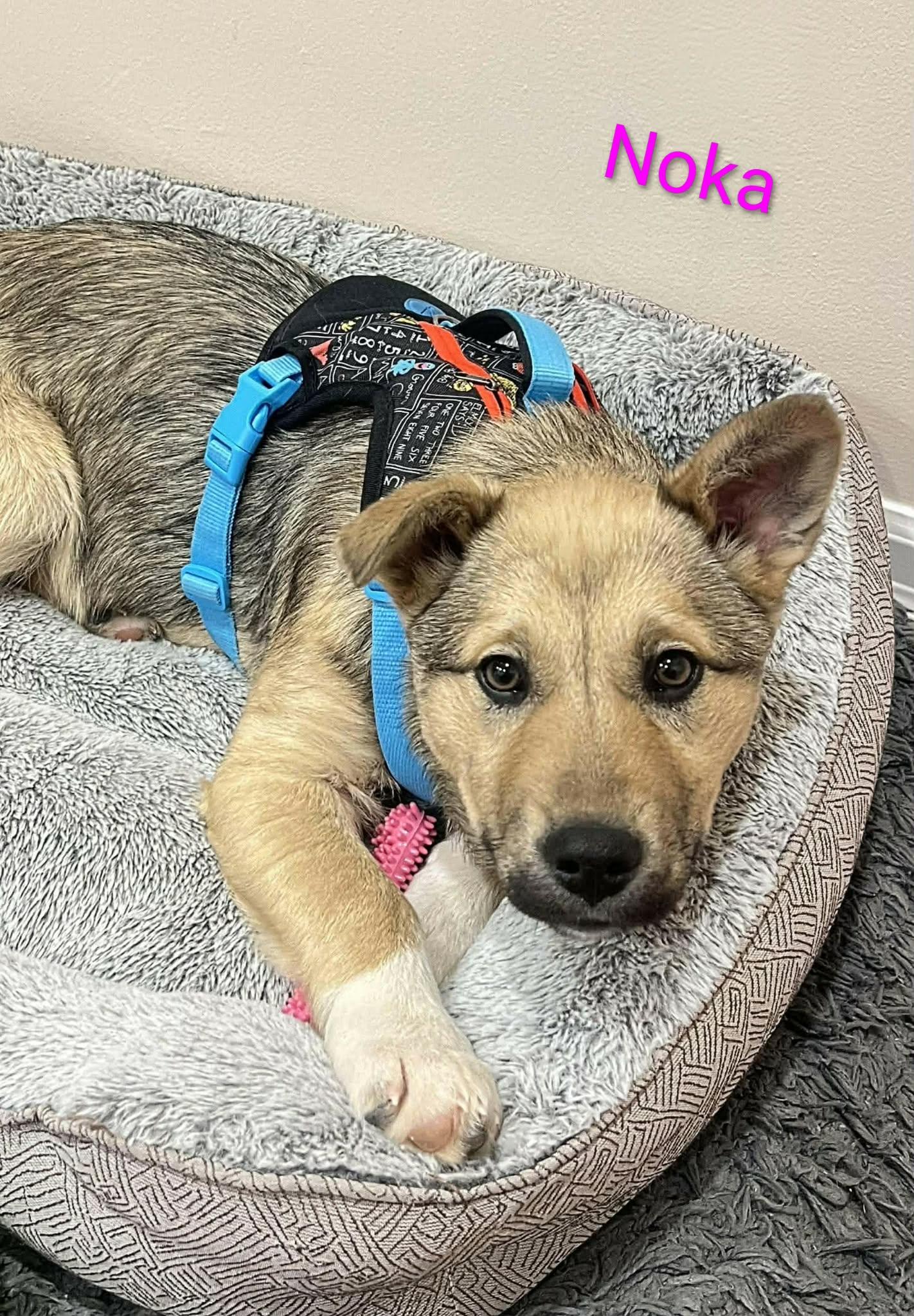 Noka (20260120-07) — thumbnail 5