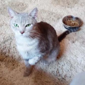 Francesca Wallace, a Adoptable Domestic Short Hair in Merrifield, VA image 1/4