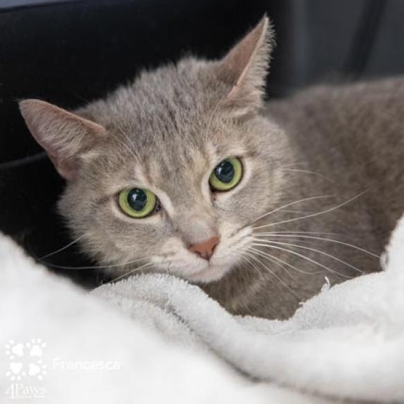 Francesca Wallace, a Adoptable Domestic Short Hair in Merrifield, VA image 2/4