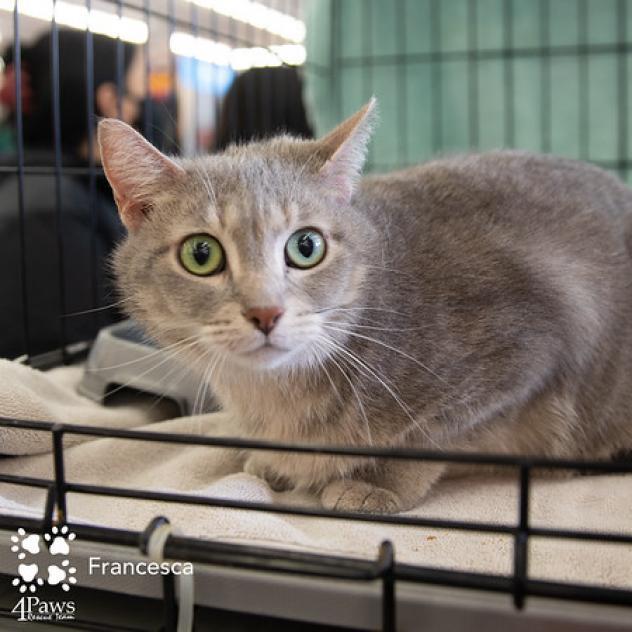 Francesca Wallace, a Adoptable Domestic Short Hair in Merrifield, VA image 3/4