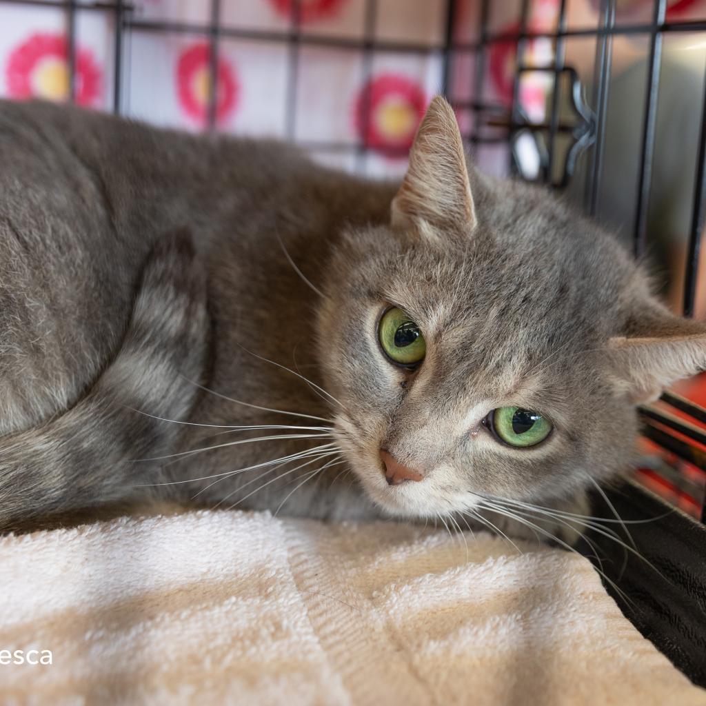 Francesca Wallace, a Adoptable Domestic Short Hair in Merrifield, VA image 4/4