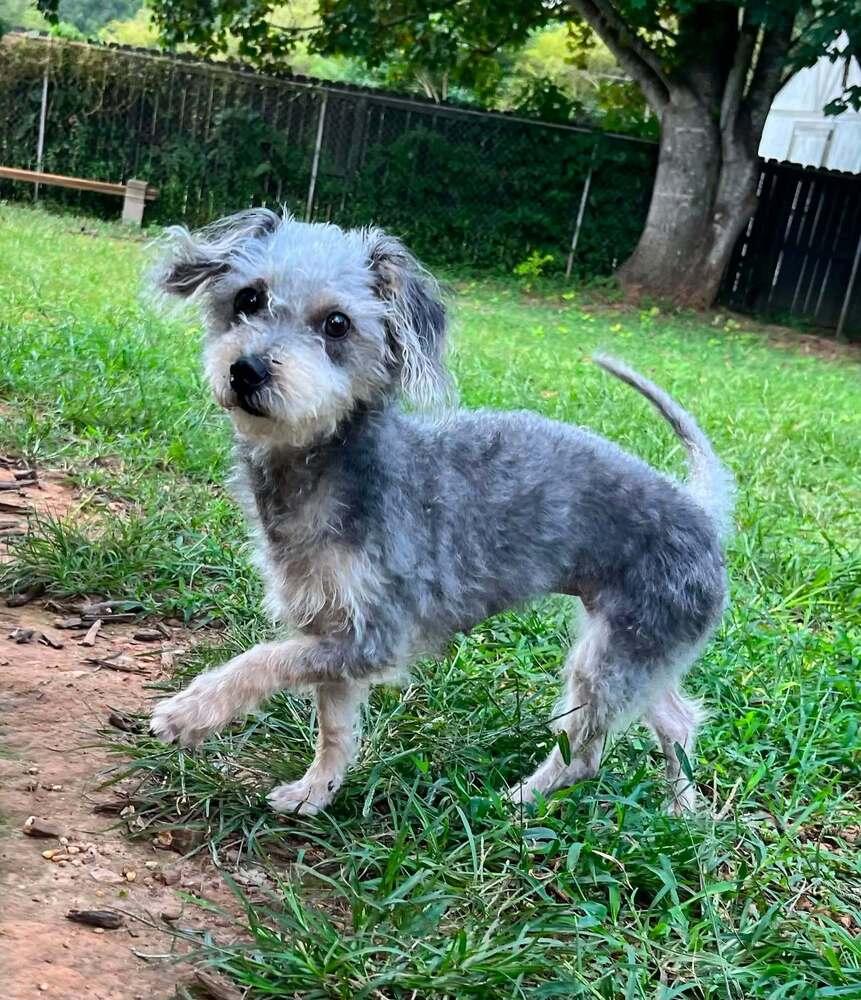 Enlarge Darla, a Adoptable mixed breed in Acworth, GA image 2/3