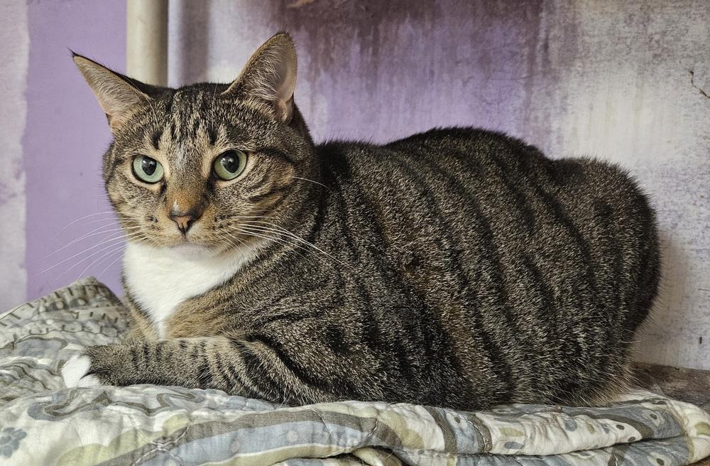 Squeaky, Adoptable, Adult Female Domestic Short Hair & Tabby.